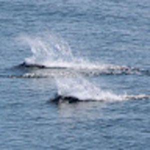 Meet your Posher, Huaying